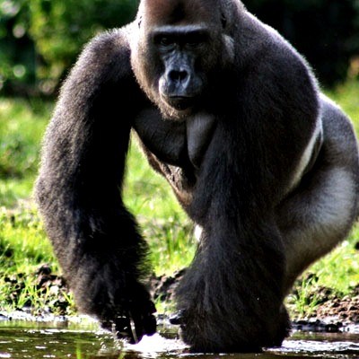 gorilla-hd-wallpaper-hd-wallpapers