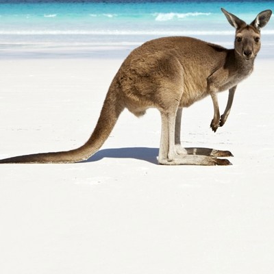 kangaroo