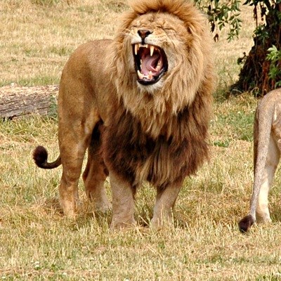 lion_lioness400