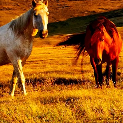 mongolia-header