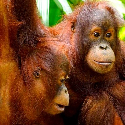 orangutan