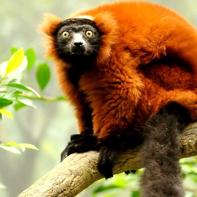 red_ruffed_lemur-1920x1200