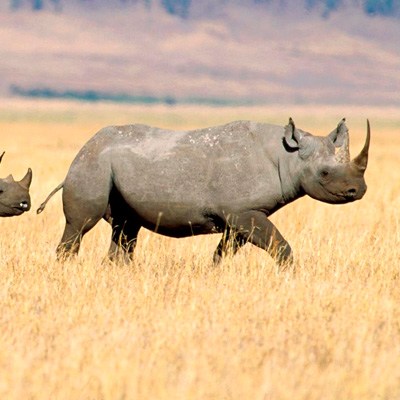 rinocerosz_rhinoceros04
