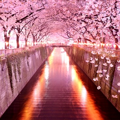 sakura_2015_fujitravelru-0