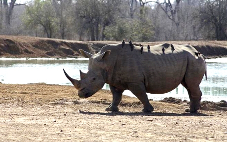 full day hlane royal national park safari from manzini in manzini 243053