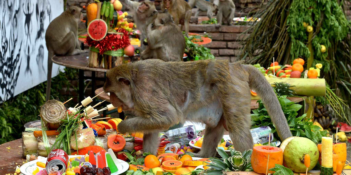 животные Таиланда