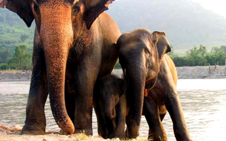 elephant 1