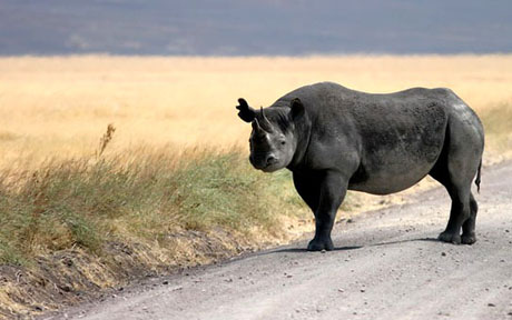 ngorongoro 22