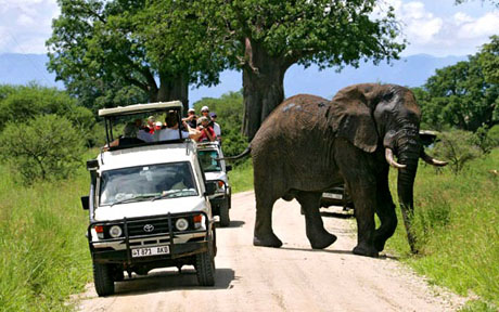 tarangire safari