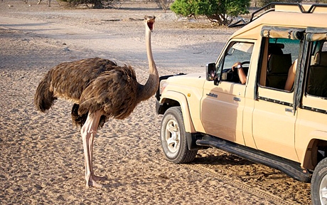 Sir Bani Yas