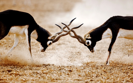Sir Bani Yas