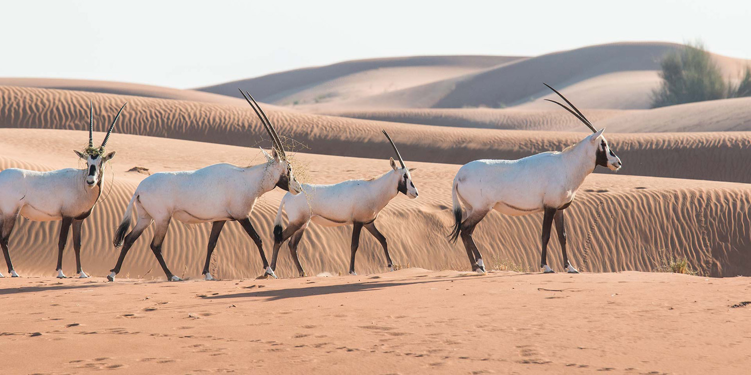 Sir Bani Yas