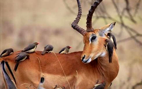 Sir Bani Yas