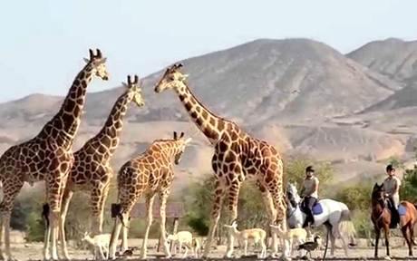 Sir Bani Yas