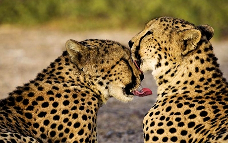 Sir Bani Yas