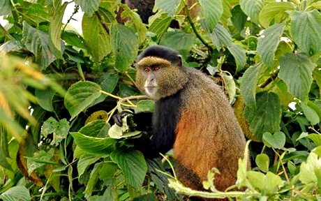 african jungle