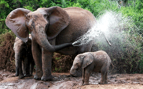 elephants Ruanda