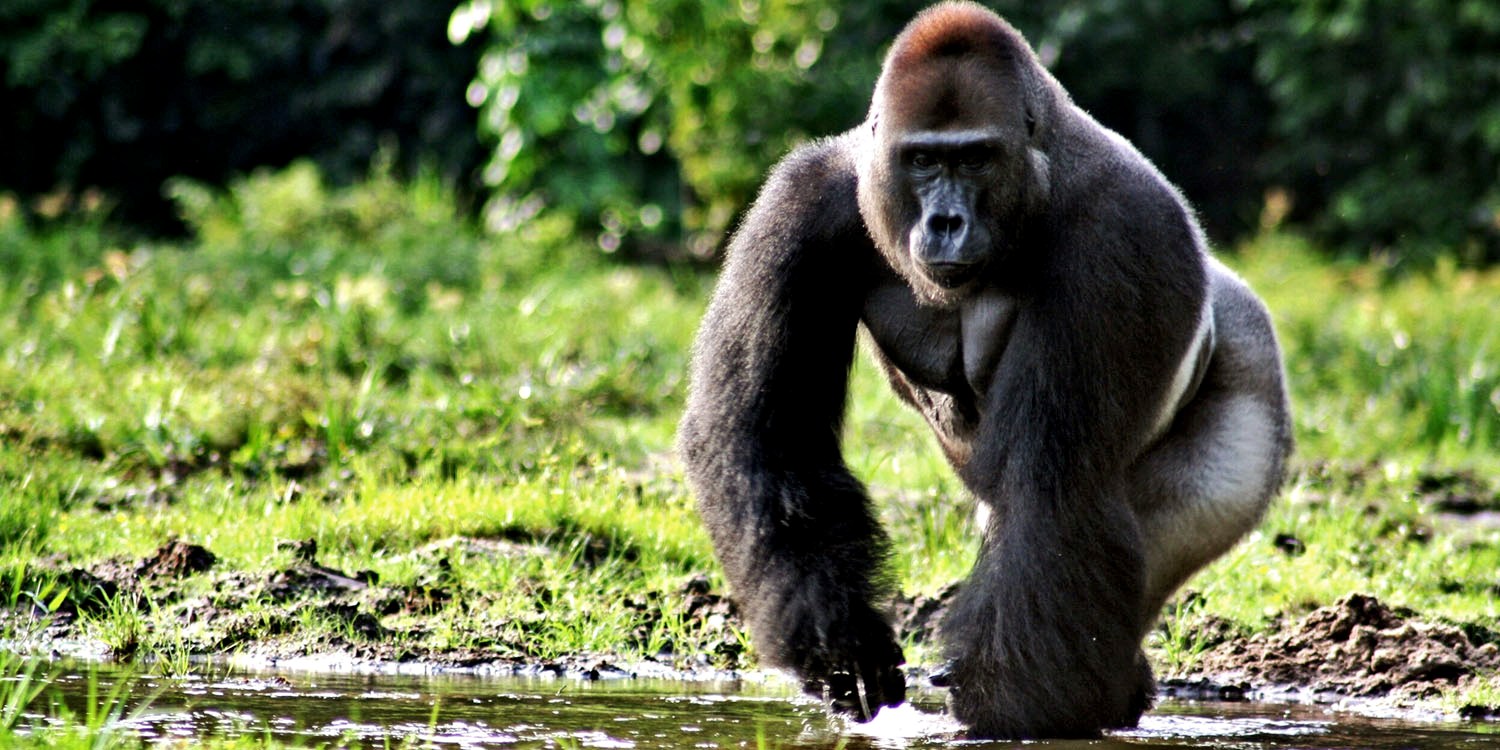 gorilla hd wallpaper