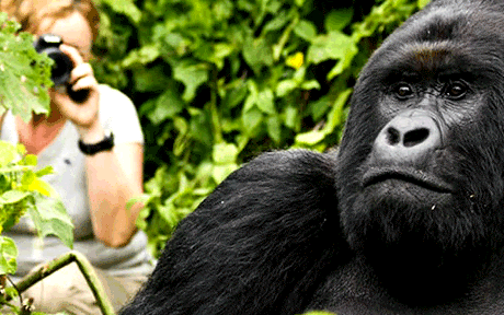 gorilla trekking safari